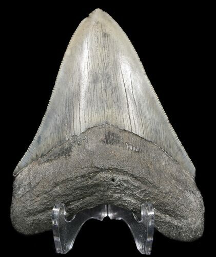 Serrated Megalodon Tooth - Georgia #52406